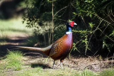 Afternoon Woodland Pheasant jigsaw puzzle