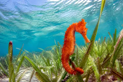 Sunny Shallow Seagrass jigsaw puzzle