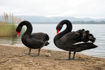 Overcast Shore Pair