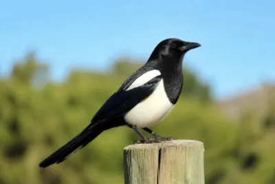 Magpie Fence Post(grok)