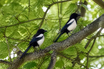Overcast Tree Magpies