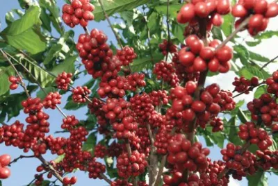 Planta de cafÃ¨