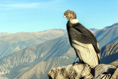 Morning Cliff Condor