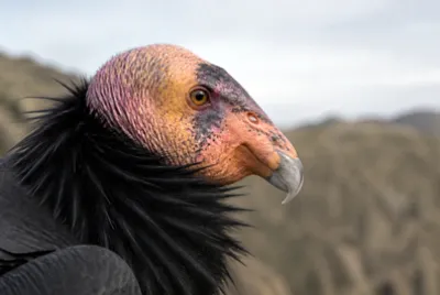 Overcast Condor Portrait