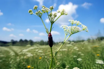 Firefly on Flower(grok)