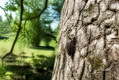 Firefly Tree Bark(grok)