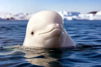 Beluga Head Closeup(grok)