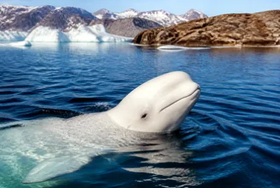 Beluga Surfacing Ice(grok)