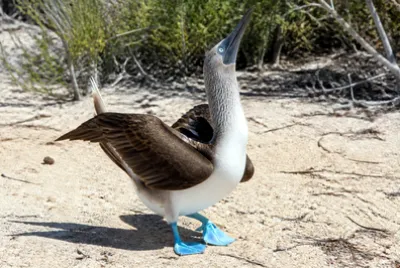 Booby Dance Sand(grok)