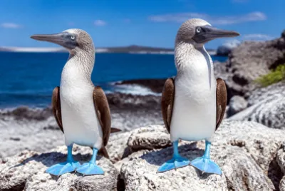 Booby Pair Cliff(grok)
