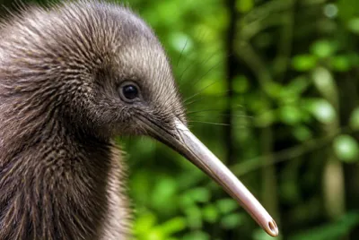 Kiwi Head Portrait(grok)