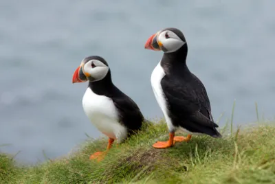 Puffins Cliff Edge(grok)