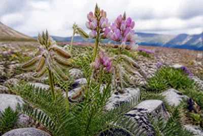 Astragalus Seed Pods(grok)