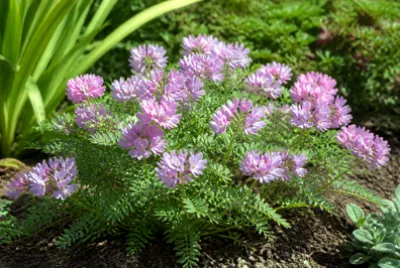 Lavender Astragalus Garden(grok)