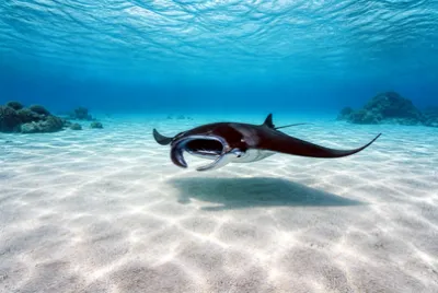 Empty Sand Manta jigsaw puzzle