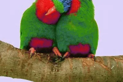 פאזל של e