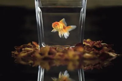 hji