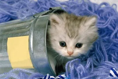 פאזל של gato