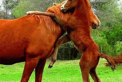 amor jigsaw puzzle