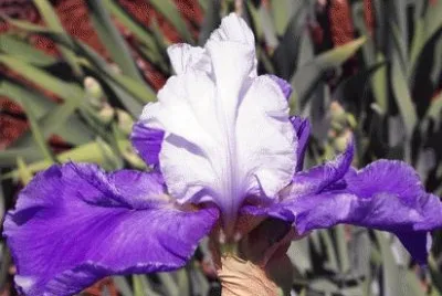 Purple and White Iris