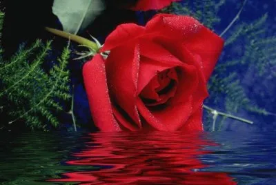 rosa