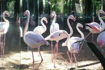 Flamingos