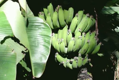 Banana bunch
