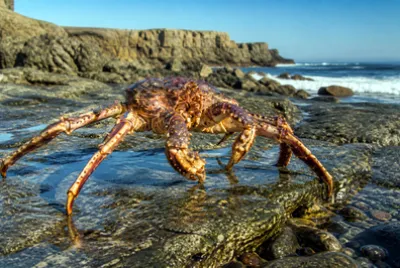 Morning Rocky Shore