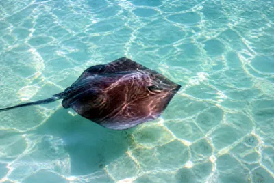 Stingray Turquoise Surface(grok)