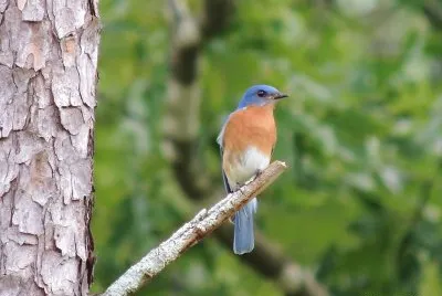 Eastern Bluebird