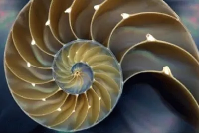 shell