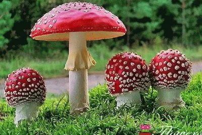 cogumelos jigsaw puzzle