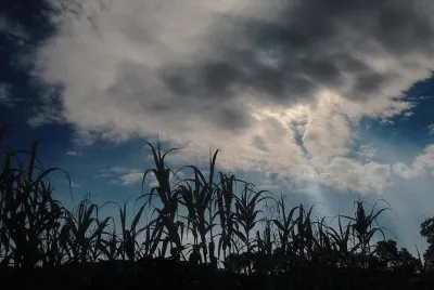 grano