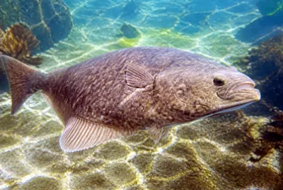 Swimming Halibut(grok)