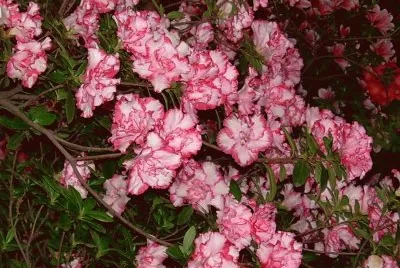 azalea