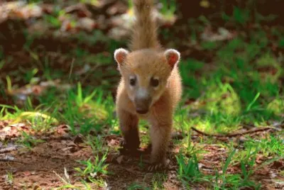 coati