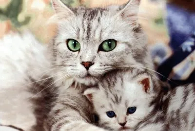 פאזל של gatinhos