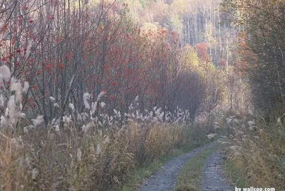 spring