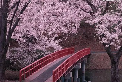 spring