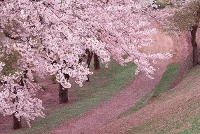 spring