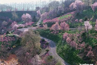 spring