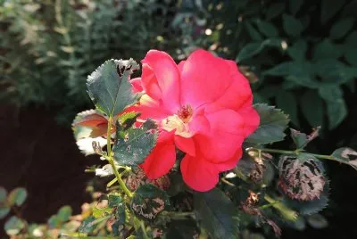 Pink Flower
