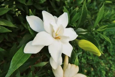 פאזל של Smells So Good