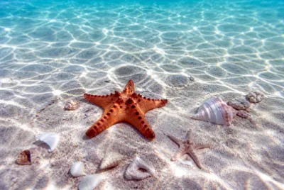 Morning Starfish Sand jigsaw puzzle