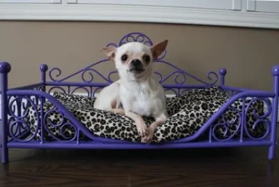 Luxury Purple Dog Bed