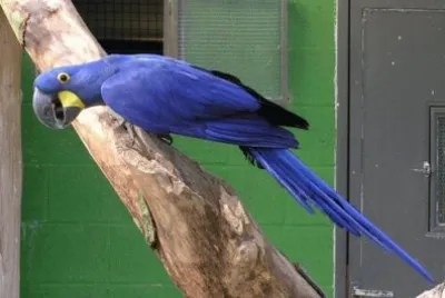 Hyacinth Macaw