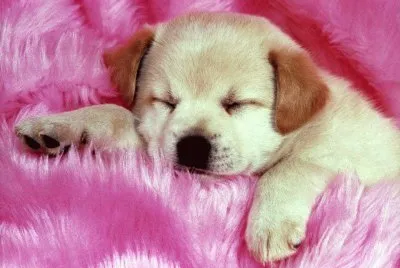 cÃ£ozinho jigsaw puzzle