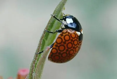 joaninha
