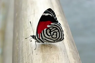 borboleta