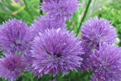 GrÃ¤slÃ¶ksblomma jigsaw puzzle